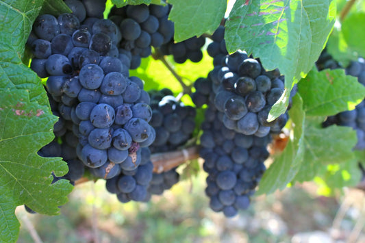Traube mit Primitivo-Rebe