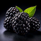 Brombeere