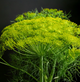 Fenchel