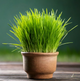 Gras