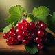 Johannis- beere